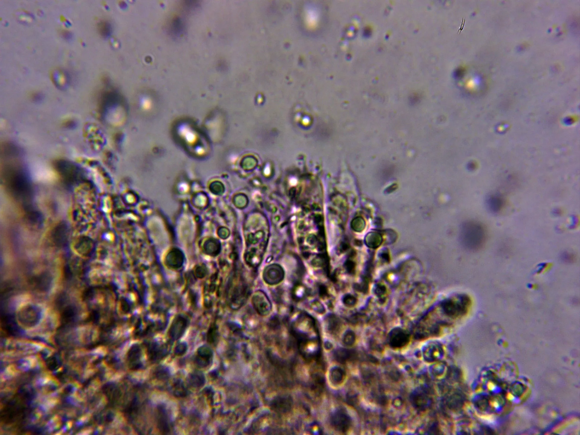 Microscopía de Lentinellus cystidiosus - 10 - Basidio tetrasporico